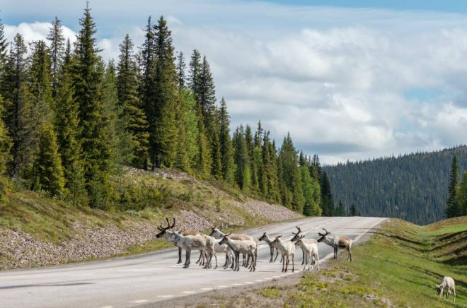 Riksväg 95 som förekommer i Stina Jacksons roman Silvervägen. Foto: Pressbild/Nextory