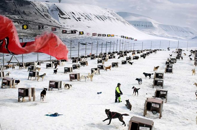 Att leva tillsammans med närmare 300 glatt skällande slädhundar är vardagsmat för nioårige Storm Bernlow, i det lilla fångstsamhället Ittoqqortoormiit på Grönlands ostkust. Pressbild: Emma Larsson.