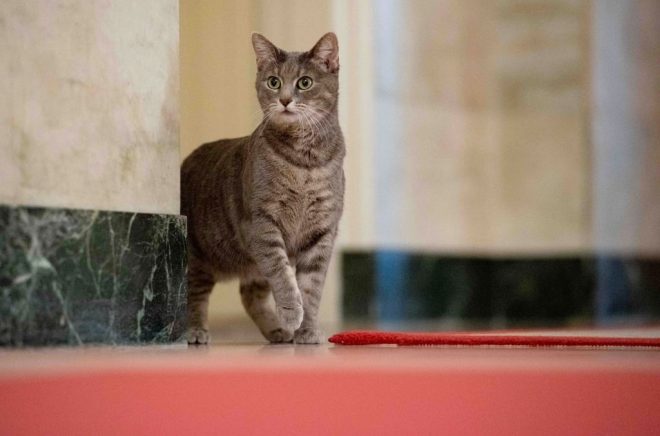 Katten Willow är den enda av presidentparets husdjur som fortfarande bor i Vita huset. Arkivbild: ERIN SCOTT/AP/TT.