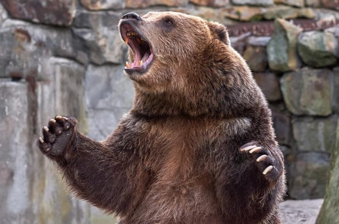 Dramatik kan skapas genom att en arg björn kommer in i ett rum. Eller på mer subtila sätt. Foto: iStock.