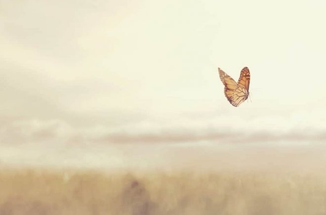 colorful butterfly flying free in the middle of nature