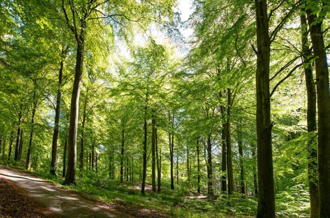 Natur & Kultur har bestämt sig för att bli Sveriges första klimatneutrala förlag. Foto: iStock.